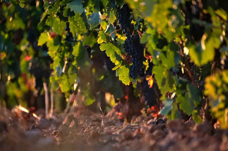 Cumbres y Viñedos: Senderismo, Origen y Vino de Autor