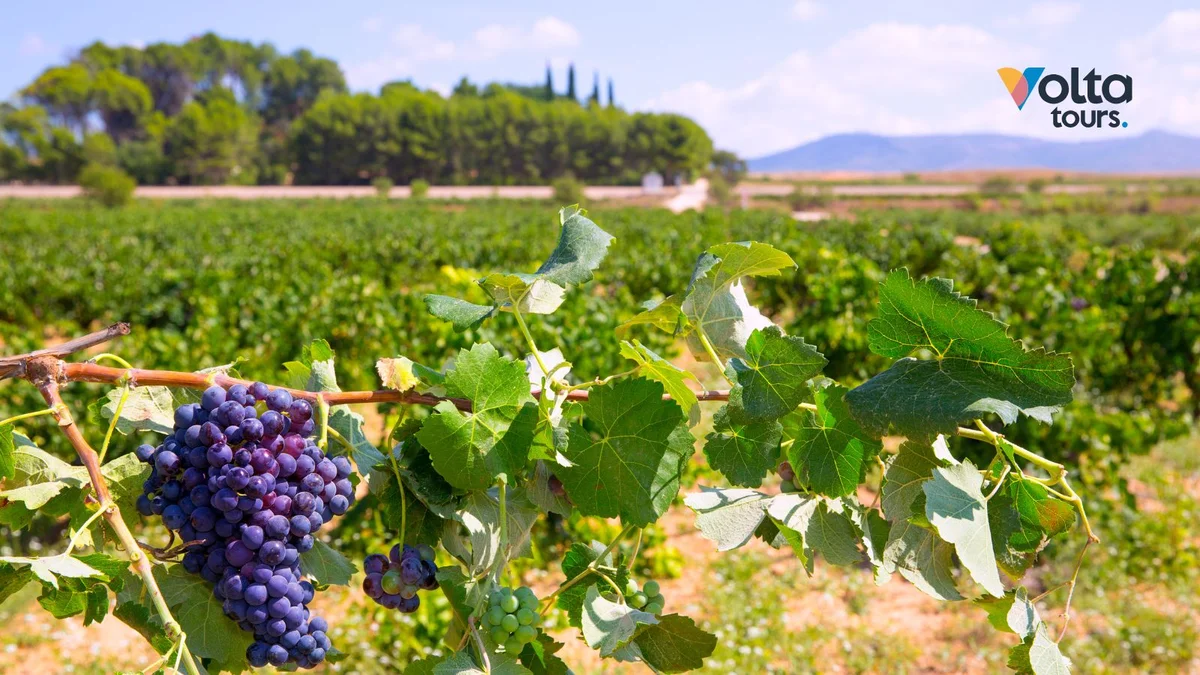 Descubriendo la Bobal: La uva autóctona de Valencia y su gran secreto vinícola